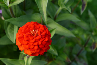 明亮的红色的Zinnia花分层花瓣