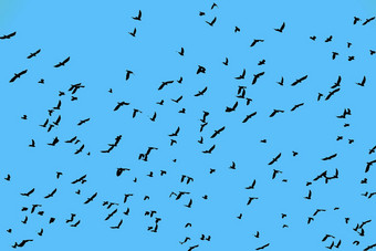 群鸟飞行清晰的蓝色的天空