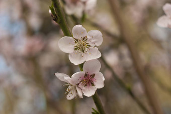 桃子花