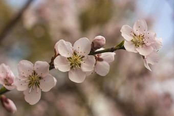 桃子花