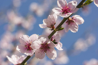 桃子花