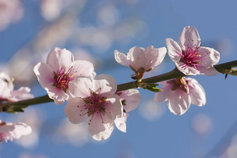 桃子花