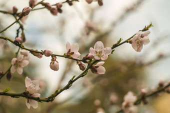 桃子花