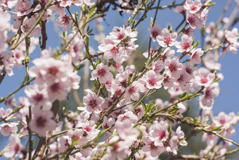 桃子花