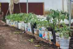 首页温室蔬菜床货架上幼苗有机种植蔬菜