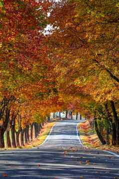 美丽的树小巷秋天