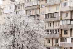 树厚层雪背景高层