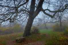 大树下降叶子有雾的秋天一天神秘的土地