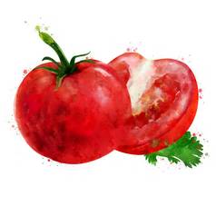 番茄白色背景水彩插图