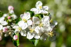 苹果树花种子部分植物组成生殖器官通常包围明亮彩色的花冠