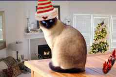 圣诞节可爱的有趣的猫穿精灵他坐着表格装饰圣诞节房子房间
