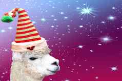 有趣的圣诞节动物羊驼穿条纹精灵他孤立的彩色的背景星星
