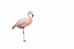 有趣的粉红色的火烈鸟鸟站腿孤立的白色背景