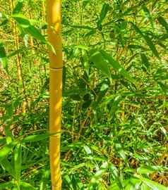 竹子植物树树干绿色叶子关闭变形背景