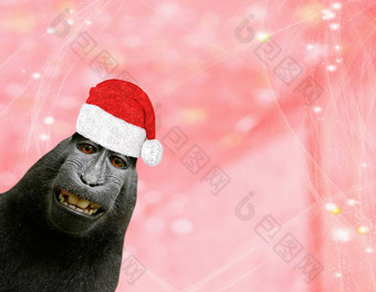 圣诞节背景有趣的黑猩猩猴子穿圣诞老人老人阀盖孤立的光红色的粉红色的背景闪光的星星