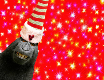 快乐圣诞节有趣的黑猩猩猴子穿<strong>精灵</strong>他孤立的美丽的<strong>红色</strong>的背景色彩斑斓的星星