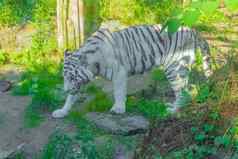 白色条纹孟加拉老虎走森林危险的动物肖像