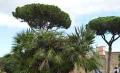 意大利松棕榈树成长的孔帝国旅游街罗马10月