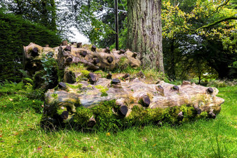风景优美的木材块锯分支机构本莫尔植物花园苏格兰
