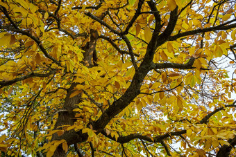 秋天的颜色枫木树东grinstead