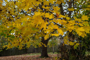 秋天的颜色枫木树东grinstead