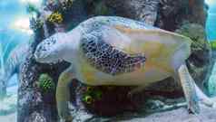巨大的绿色笨蛋乌龟游泳海洋海洋海生活特写镜头动物肖像