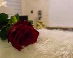 特写镜头宏红色的玫瑰铺设生活房间情人节一天情人节惊喜爱升值
