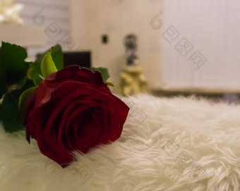 特写镜头宏红色的玫瑰铺设生活房间情人节一天情人节惊喜爱升值
