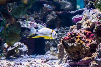 美丽的优雅的白色黄色的条纹热带鱼水族馆宠物优雅的字符串色彩斑斓的异国情调的海洋生活肖像