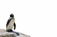 非洲黑足企鹅站岩石孤立的白色背景