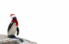 快乐圣诞节有趣的非洲企鹅穿围巾圣诞老人老人他孤立的白色背景