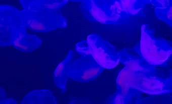 集团常见的<strong>月亮</strong>果冻鱼游泳海洋发光的蓝色的<strong>紫</strong>色的颜色海洋生活背景