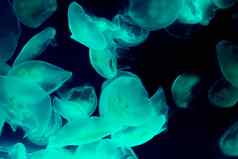 令人惊异的海洋生活背景集团常见的月亮水母游泳黑暗海给光蓝色的绿色颜色