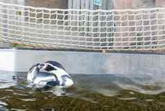 洪堡蒂企鹅黑色的白色彩色的企鹅游泳水