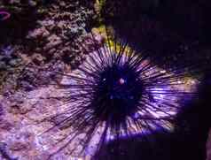 王冠黑色的海海胆石灰海胆眼睛铺设底海热带有毒的动物加勒比