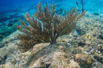 大西洋软珊瑚