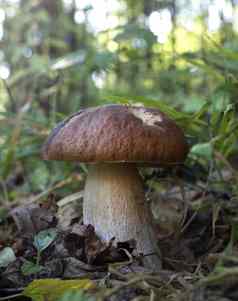可食用的蘑菇森林阳光明媚的一天牛肝菌属Edulis