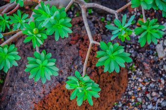 植物西北海岸tenerife点有一部灯塔