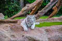 孟加拉白色老虎他们公园tenerife金丝雀岛屿