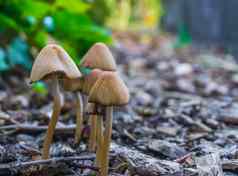 秋天季节集团白色傻瓜帽蘑菇贝尔形状的帽日益增长的木芯片