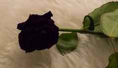 哥特情人节一天礼物黑暗黑色的玫瑰奇怪的表达爱