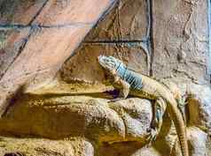 犀牛鬣蜥角威胁热带野生爬行动物动物加勒比