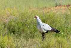 秘书鸟喀拉哈里沙漠在国外做的公园南非洲