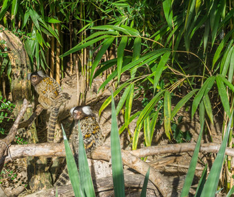 白色植绒的常见的绒猴<strong>猴子</strong>坐着分支回来