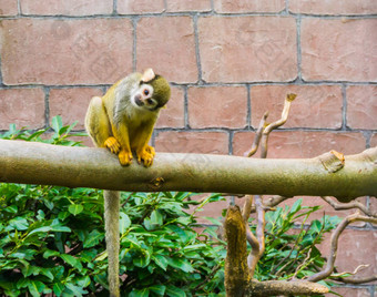 <strong>可爱</strong>的有趣的常见的松鼠<strong>猴子</strong>坐着分支相机<strong>可爱</strong>的动物肖像