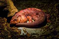 睡觉红色的tengu美丽的大热带爬行动物宠物美国