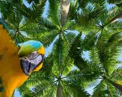 有趣的蓝色的黄色的金刚鹦鹉鹦鹉孤立的美丽的热带背景棕榈树