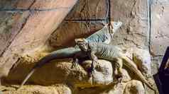 角犀牛鬣蜥坐着岩石威胁爬行动物物种