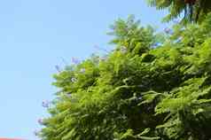 特写镜头蓝花楹蕨类植物树分支机构紫色的花蓝色的天空背景蓝花楹mimosifolia