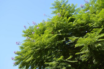 特写镜头<strong>蓝花楹</strong>蕨类植物树分支机构紫色的花蓝色的天空背景<strong>蓝花楹</strong>mimosifolia
